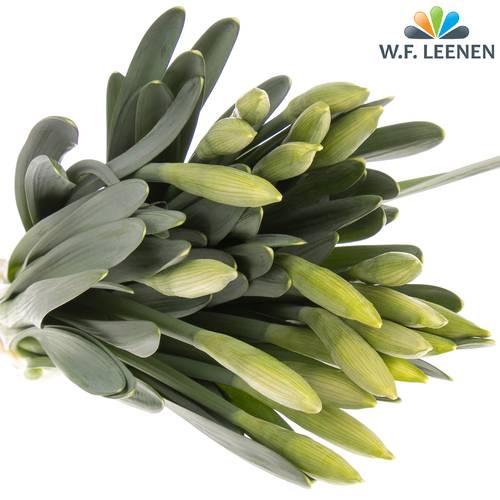 Narzisse pink Perfecti  45cm