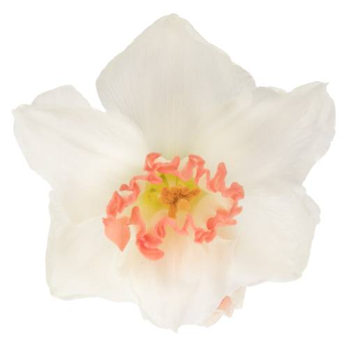 Narzisse pink Perfecti  45cm