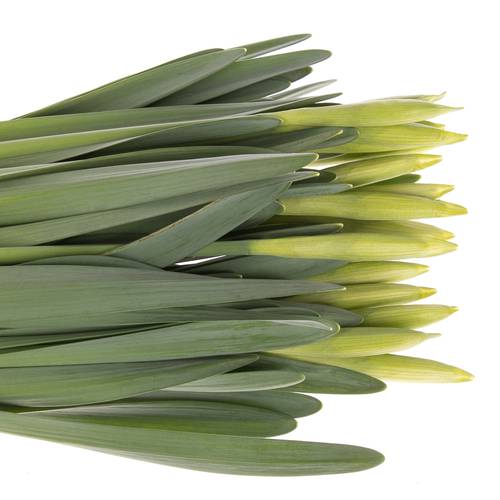 Narzisse pink Perfecti  45cm