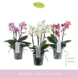 Phal.3-R mix Pastel Boquetto T12 H35