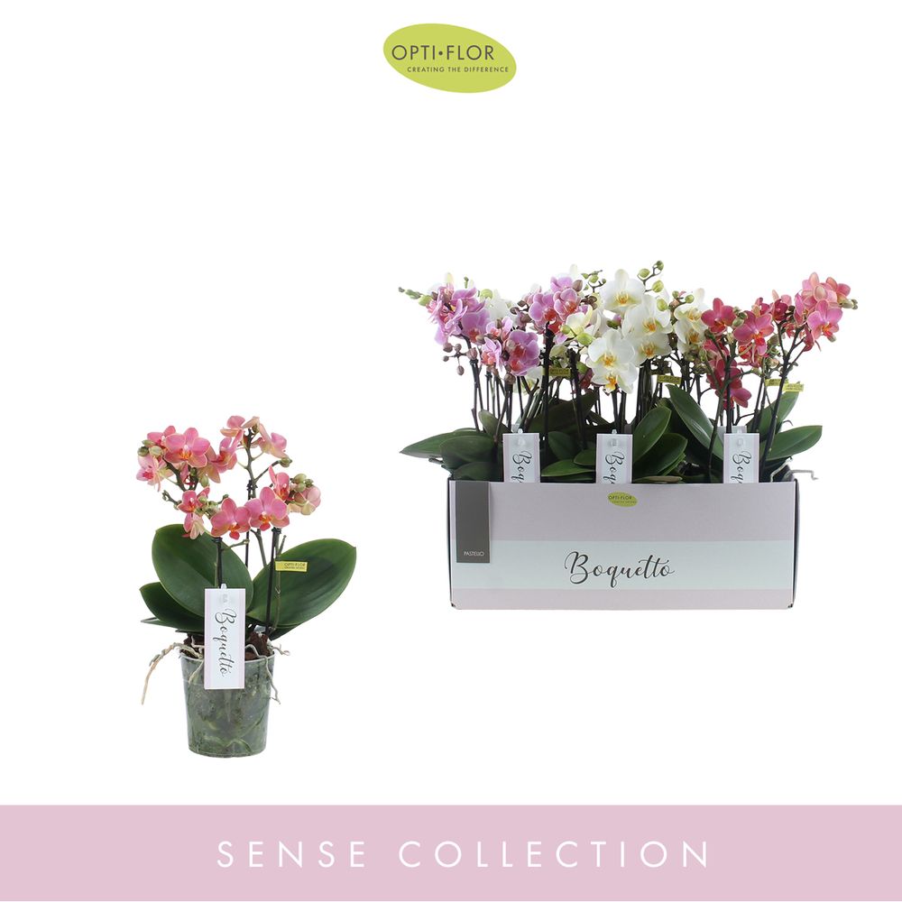 Phal.3-R mix Pastel Boquetto T12 H35