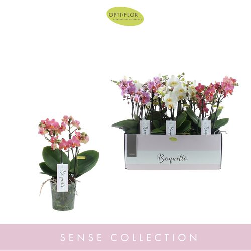 Phal.3-R mix Pastel Boquetto T12 H35