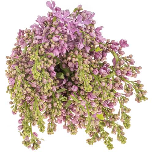 Flieder lila Baardse 2-3 Kopf 40cm
