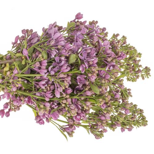 Flieder lila Baardse 2-3 Kopf 40cm