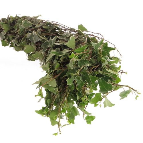 Hedera Ranken grün/creme 10 Meter