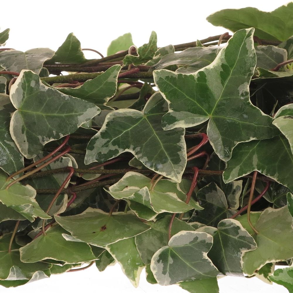 Hedera Ranken grün/creme 10 Meter