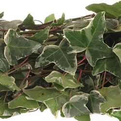 Hedera Ranken grün/creme 10 Meter