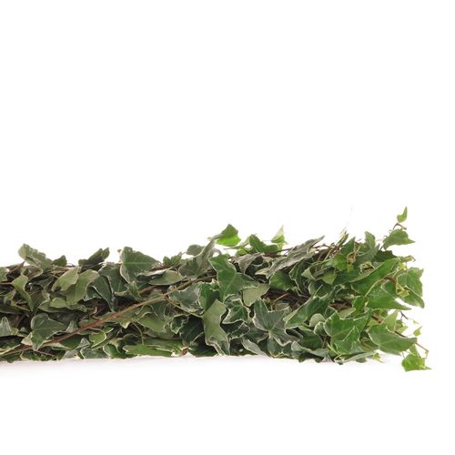 Hedera Ranken grün/creme 10 Meter