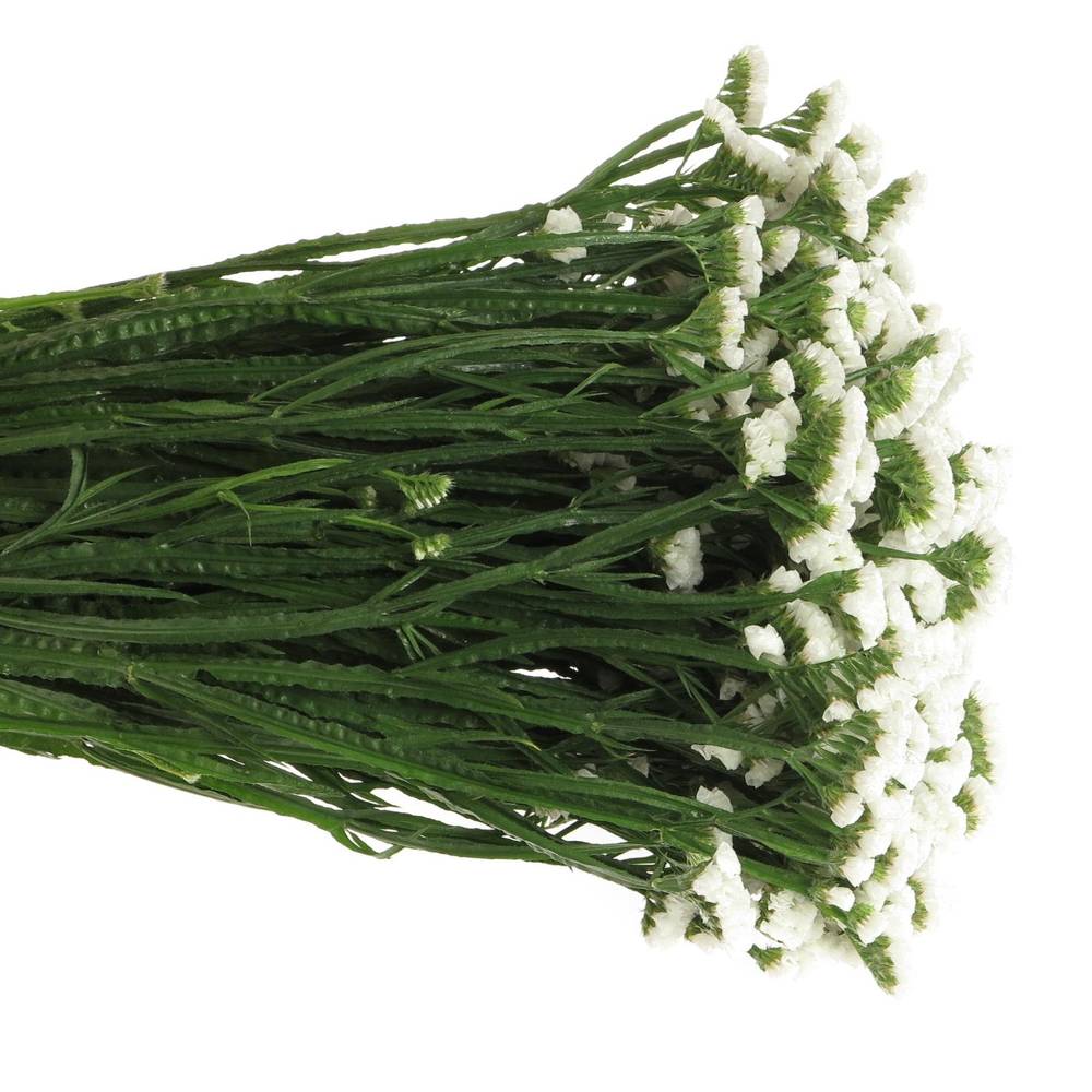 Statice weiss NL 80cm 