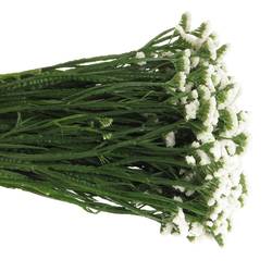 Statice weiss NL 80cm 