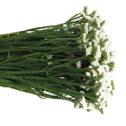 Statice weiss NL 80cm 