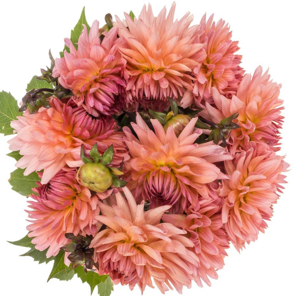 Dahlia lachs Spider 50cm