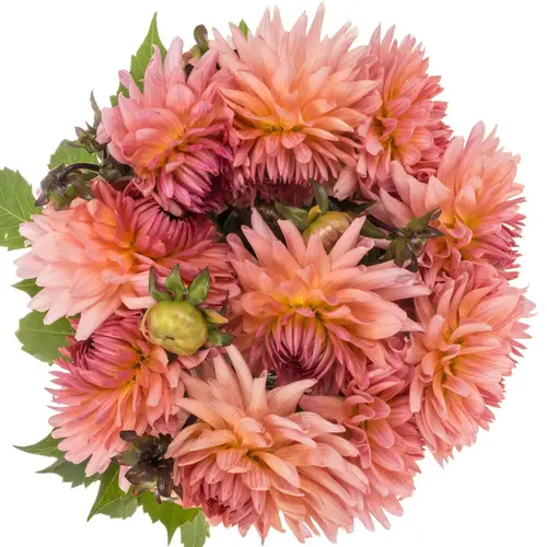 Dahlia lachs Spider 50cm