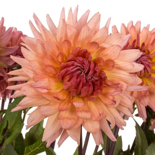 Dahlia lachs Spider 50cm