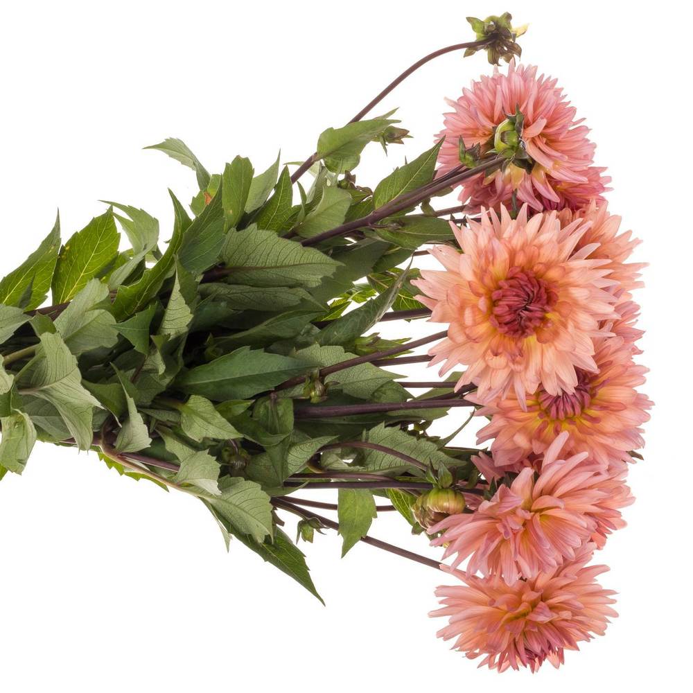 Dahlia lachs Spider 50cm