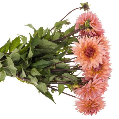 Dahlia lachs Spider 50cm