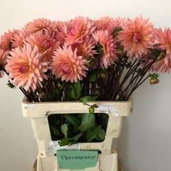 Dahlia lachs Spider 55cm