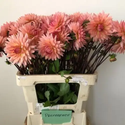 Dahlia lachs Spider 55cm