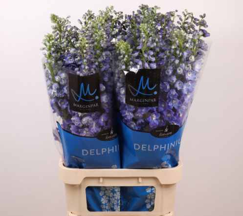 Delphinium dunkel blau Guard 100cm