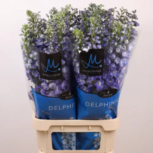 Delphinium dunkel blau Guard 100cm