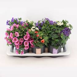 Kubelpflanzen mix Strauch 14 T14 H025