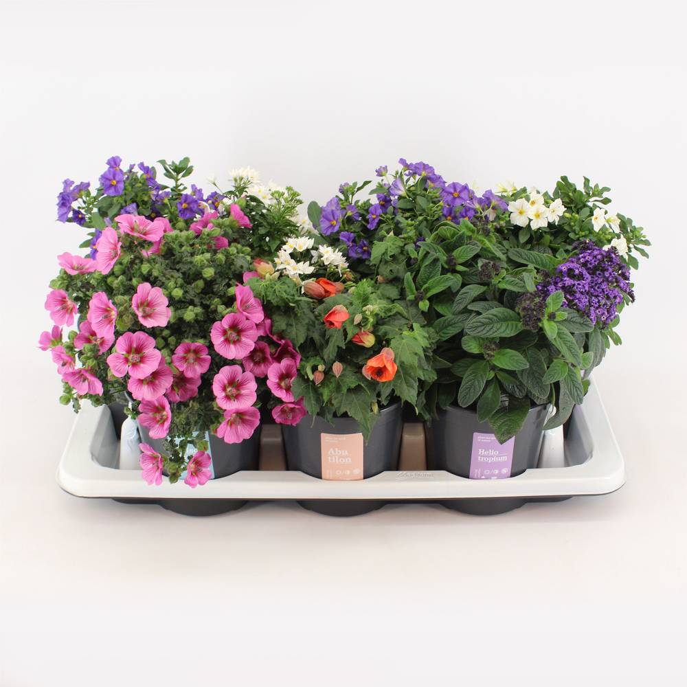 Kubelpflanzen mix Strauch 14 T14 H025