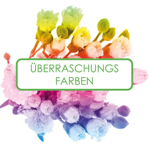 Spraynelke 3X20 Gute Sorte 60cm