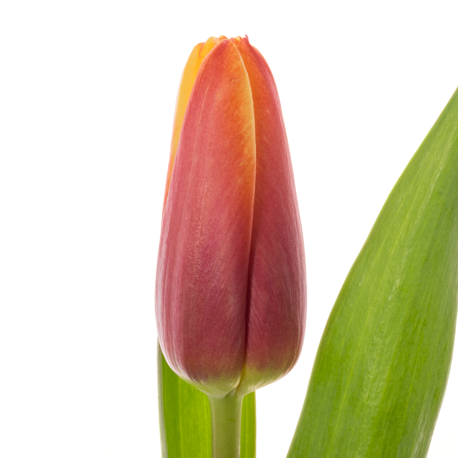 Tulpe rot/gelb Go max 44 Gramm