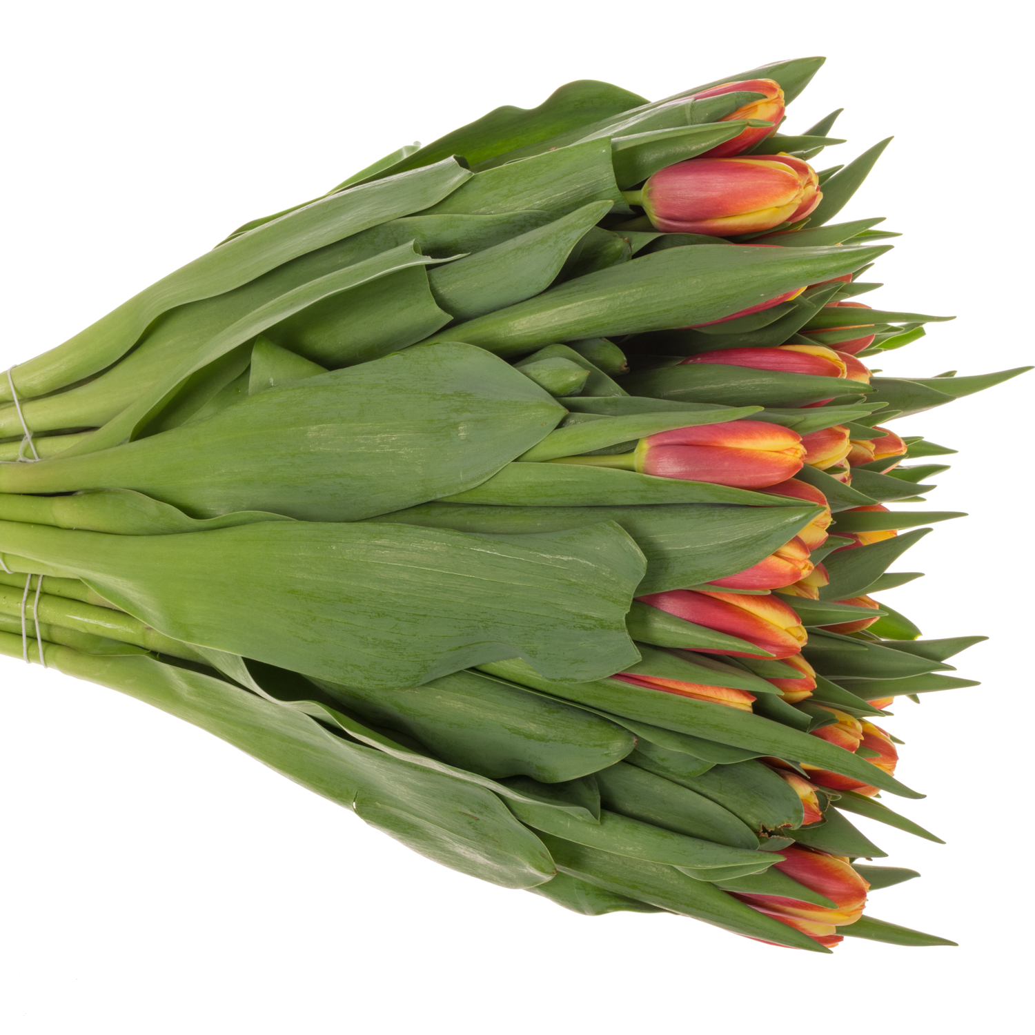 Tulpe rot/gelb Go max 44 Gramm