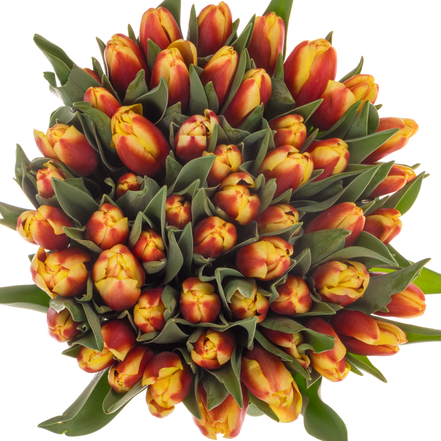 Tulpe rot/gelb Go max 44 Gramm