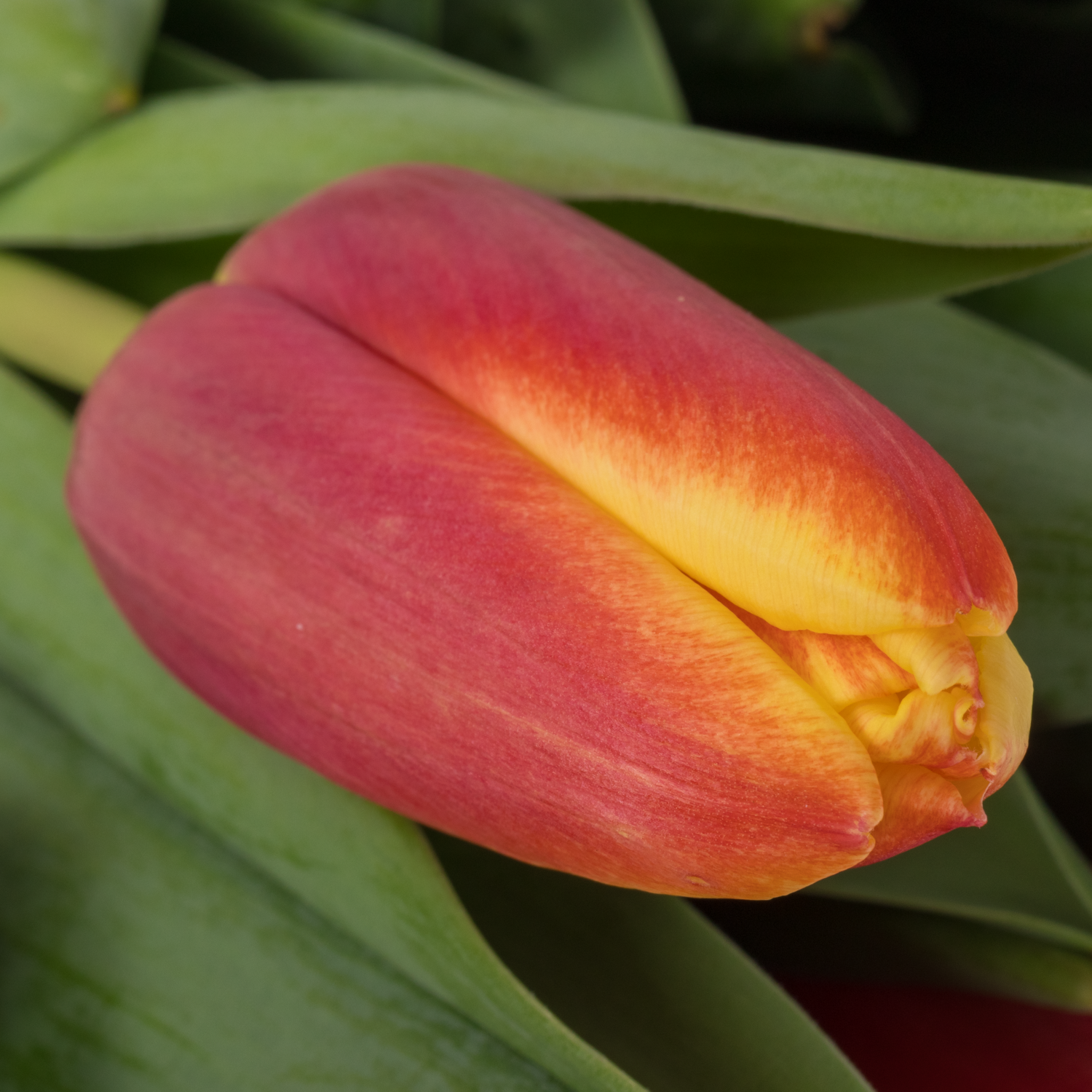 Tulpe rot/gelb Go max 44 Gramm