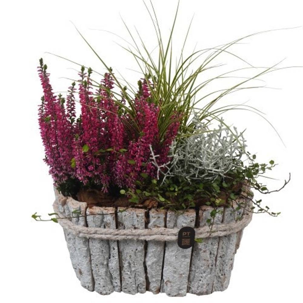 Garten.Arr PTHO7666 Herbst T23 H031