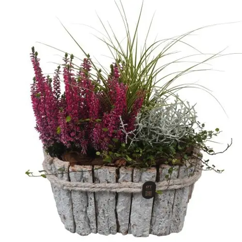 Garten.Arr PTHO7666 Herbst T23 H031