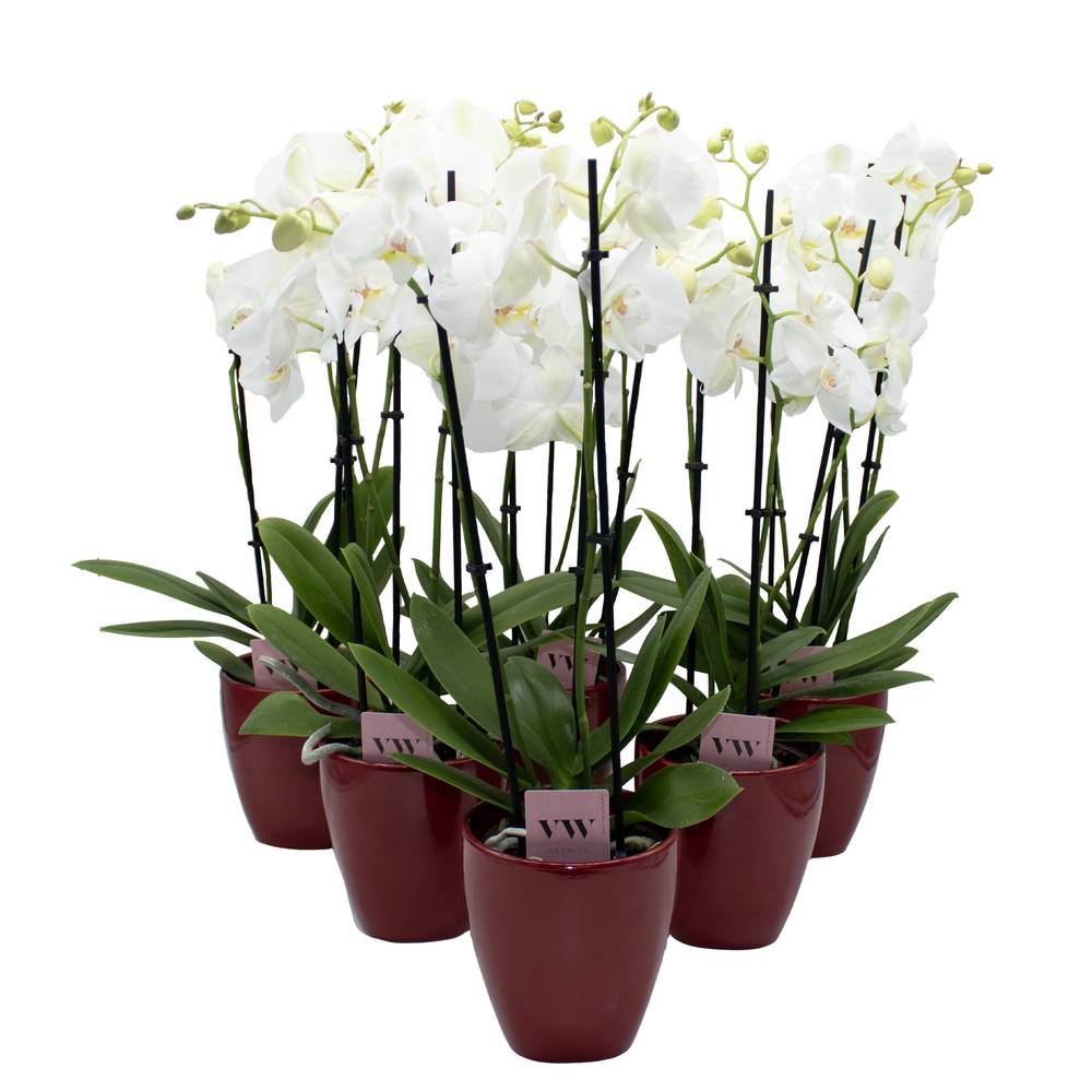 Phal.3-R weiss im Orchidee Übertopf rot T12 H050