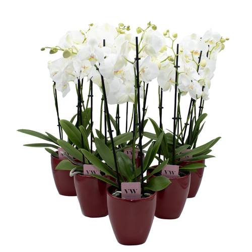Phal.3-R weiss im Orchidee Übertopf rot T12 H050