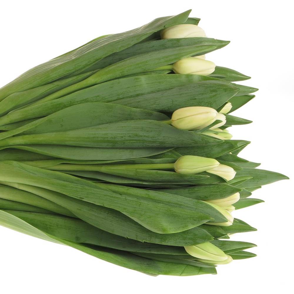 Tulpe weiss Antartica 40 Gramm