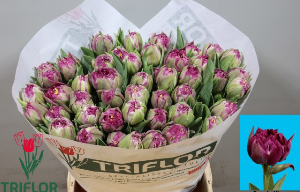 Tulpe lila doppel Puple king 52 Gramm