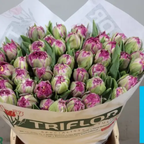 Tulpe lila doppel Puple king 52 Gramm