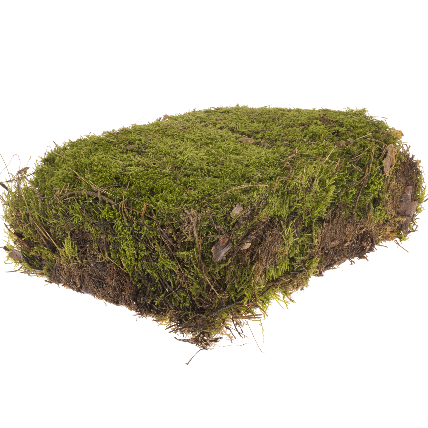 Plattenmoos grün DE