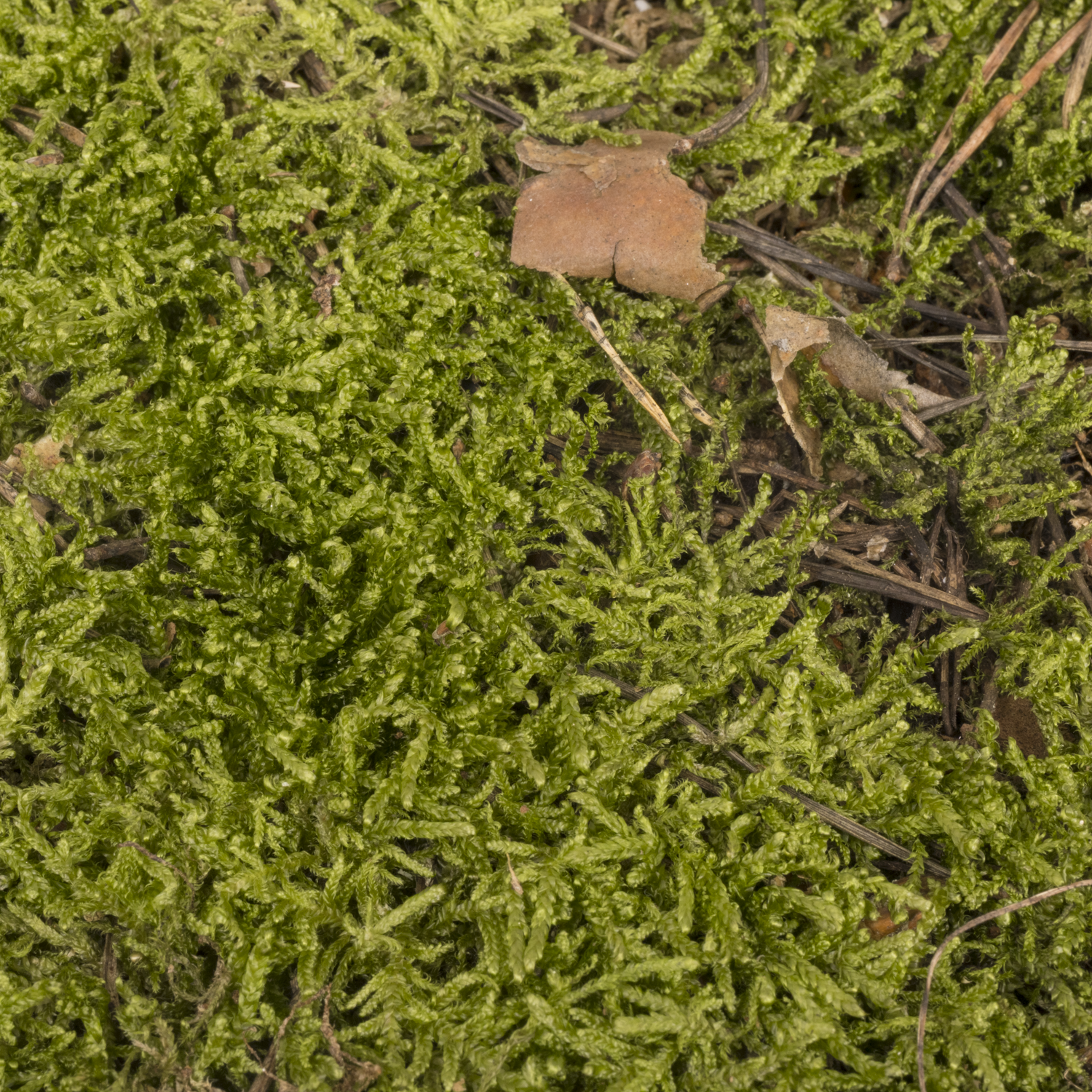 Plattenmoos grün DE