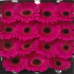 Gerbera lila Aladin