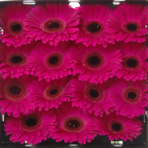 Gerbera lila Aladin