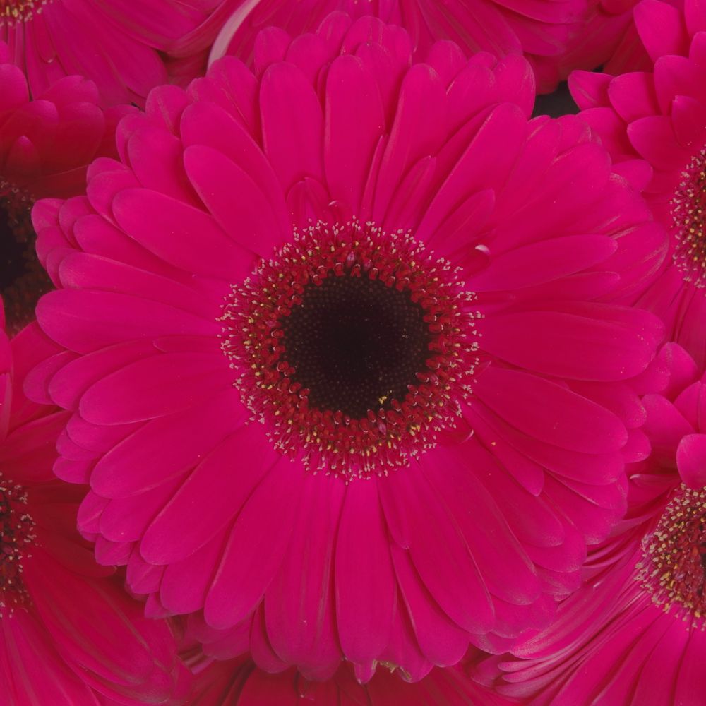 Gerbera lila Aladin