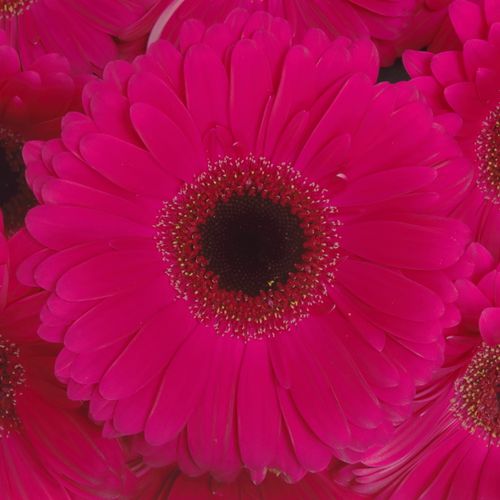 Gerbera lila Aladin
