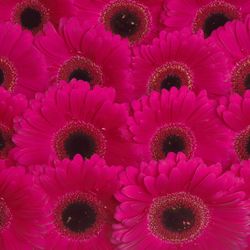 Gerbera lila Aladin