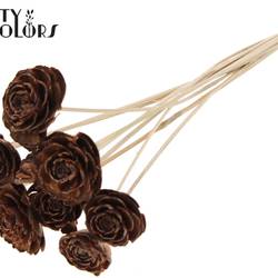 Trocken Cedar Rose auf Stab natur L50cm