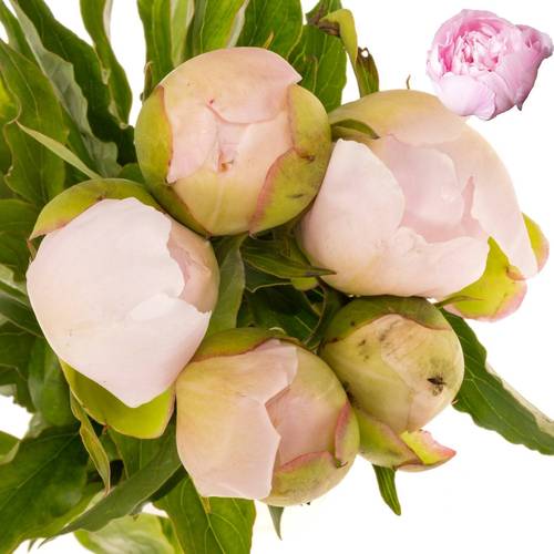 Pfingstrose hell rosa Alertie  Super 50cm