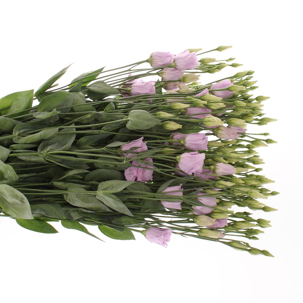 Lisianthus lavendel Rosita 5+Blüte 70cm