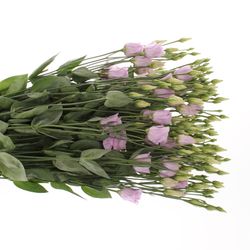 Lisianthus lavendel Rosita 5+Blüte 70cm