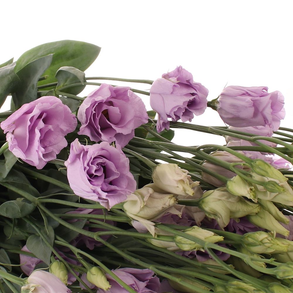 Lisianthus lavendel Rosita 5+Blüte 70cm